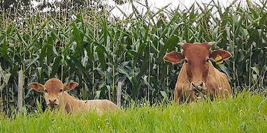 Ausgeb&uuml;xt: Rinder narrten die Polizei