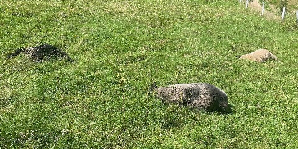Wolf riss Schafe in Schönau