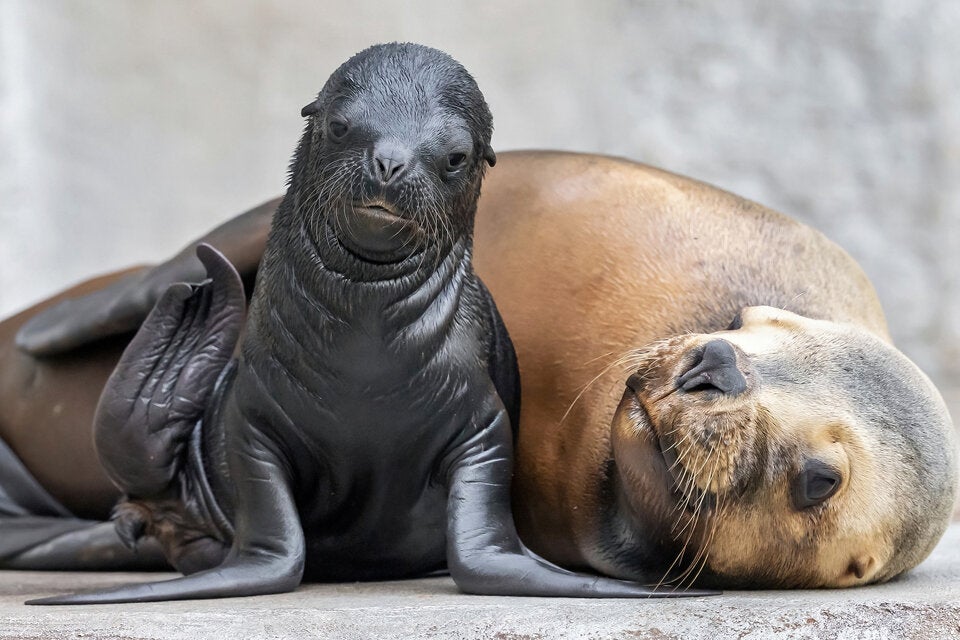 Schönbrunn: So süß ist das Robben-Baby