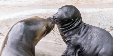 Sch&ouml;nbrunn: So s&uuml;&szlig; ist das Robben-Baby