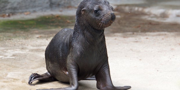 So süß! Robben-Nachwuchs im Tiergarten Schönbrunn
