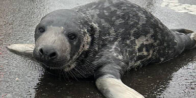 Baby-Robbe macht Stadt unsicher und sorgt f&uuml;r Polizeieinsatz