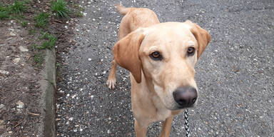 Geschockte Frauen kauften von Bettlerin Hund frei