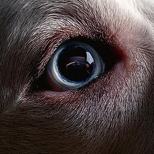 Roger Waters: Publikumsbeschimpfung bei ''Darkside''-Premiere