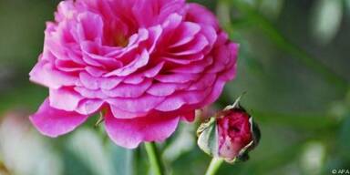 Rosen m&uuml;ssen schnell in die Erde