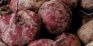 Rote Rüben enthalten viel Folsäure