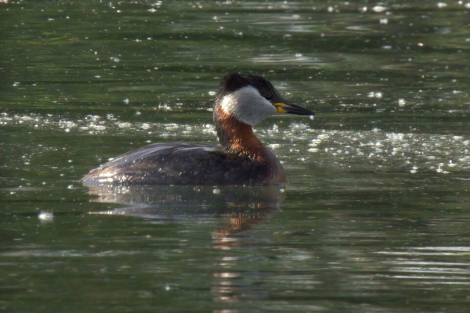 Wasserkraft als Teil der Lösung für Umwelt und Ökologie