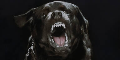 Rottweiler Z&auml;hne