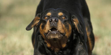 Rottweiler