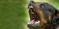 Bub (2) von Rottweiler angefallen