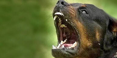 Bub (4) von Rottweiler gebissen