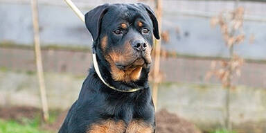 2 Buben angefallen:  Das ist Rottweiler Isidor