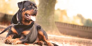 Rottweiler, Leine - Unsere Tiere - Tierschutz-CH - B5 - Hundef&uuml;hrerschein Wien - Sendung 30062019