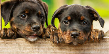 Rottweiler Welpen an Zaunlatte