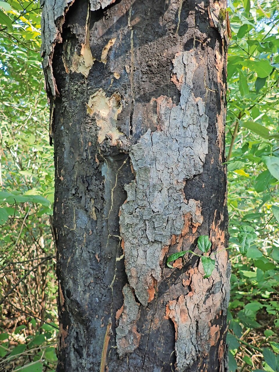 ''Gift-Bäume'' in Hietzing: Wann Gefahr droht