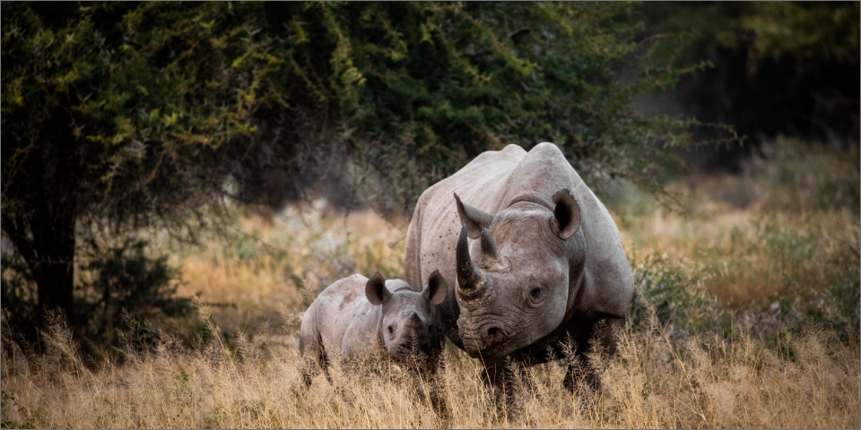 Ungezähmte Lebensfreude auf einer Safari in Südafrika