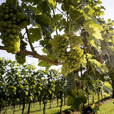 Aktivurlaub in der Südsteiermark
