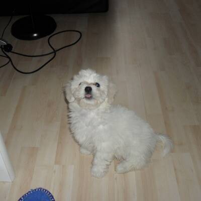 Hundewahl - Lennox, 14 Moante