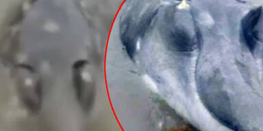 Video zeigt mysteriösen Alien-Fisch