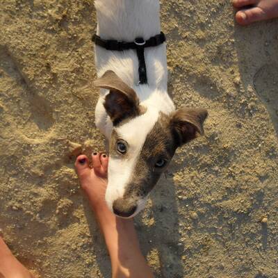 Hundewahl - Lennox, 14 Moante