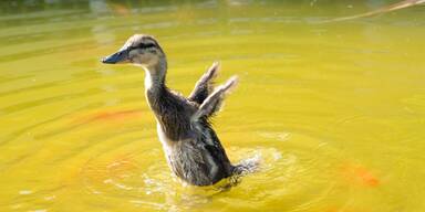 Besuch aus Entenhausen im Netz N&Ouml; Service Center