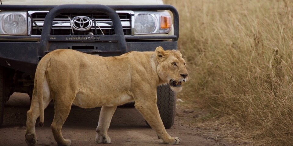 Safari in der Serengeti