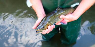 Regionaler Fisch im Trend: Mehr Genuss mit dem AMA-G&uuml;tesiegel