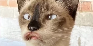 MOLLY CONDIT/GREAT BEAR MEDIA