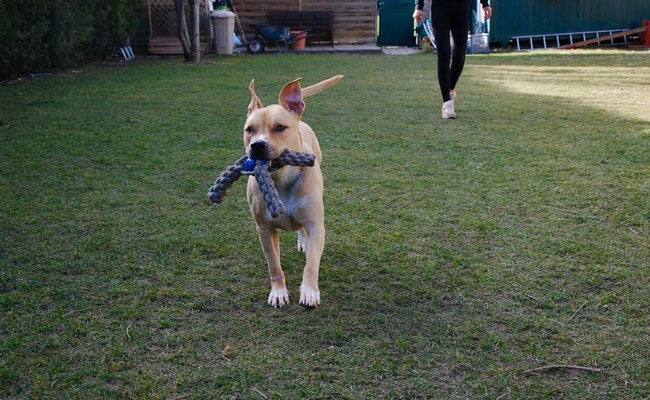 Unsere Tiere - Tierschutz-CH - Samy, Hund der Woche 9