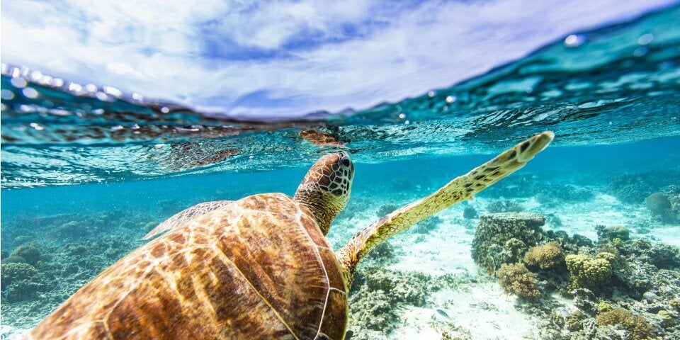 Luxus unter karibischen Palmen