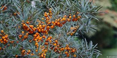 Sanddornbeeren können ab September geerntet werden