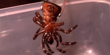 Chinesische Grusel-Spinne sorgt für Aufregung