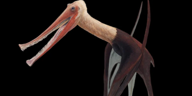 Joschua Kn&uuml;ppe/Naturkundemuseum Bamberg/dpa