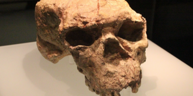 Wissenschaft steht Kopf: Millionen Jahre alter Sch&auml;del wirbelt Menschheitsgeschichte durcheinander