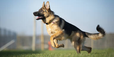 Symbolfoto Sch&auml;ferhund
