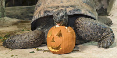 K&uuml;rbisfressen Halloween Sch&ouml;nbrunn