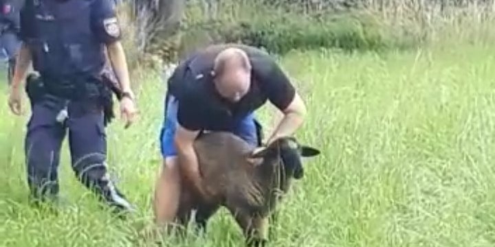 Entlaufene Schafe legen Eisenbahnstrecke lahm