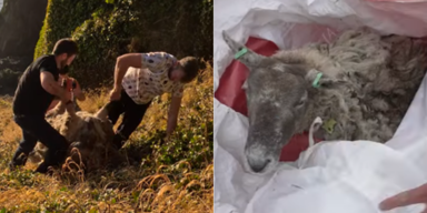 Zwei Jahre allein: Schaf verlernt, wie es ist, ein Schaf zu sein