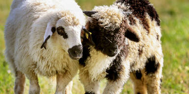 Schafe setzen US-Milit&auml;rbasis in S&uuml;drum&auml;nien zu