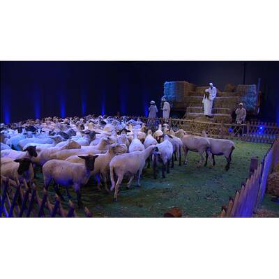 Promi Big Brother: Schäfchen für alle