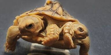 Ruben van Schoor/Pen News