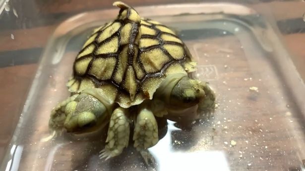 Ruben van Schoor/Pen News