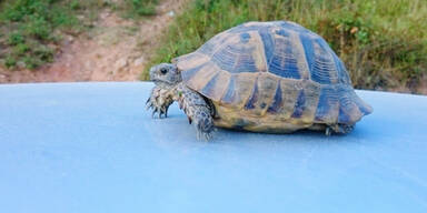 Schildkr&ouml;te Auto
