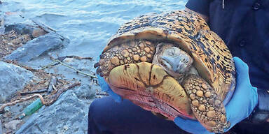 Schildkröte tot