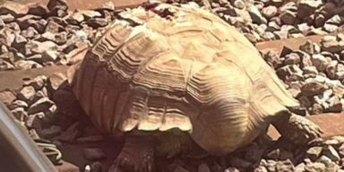 Riesenschildkr&ouml;te