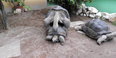 Seychellen-Riesenschildkröten paarten sich in Klagenfurt