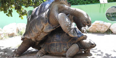 Seychellen-Riesenschildkröten paarten sich in Klagenfurt
