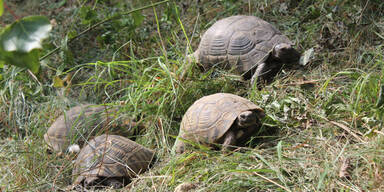 Schildkr&ouml;ten Wien