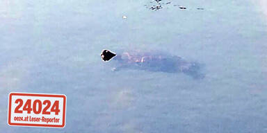 Mit Schildkröten in der Alten Donau schwimmen