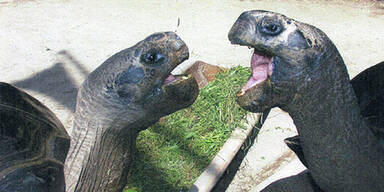 Schmuggler mit 2.700 Schildkr&ouml;ten gefasst